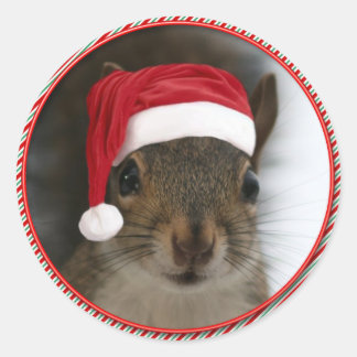 Sticker Rond Drôle Père Noël Squirrel Portant le chapeau du Pèr