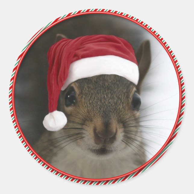 Sticker Rond Drôle Père Noël Squirrel Portant le chapeau du Pèr (Devant)