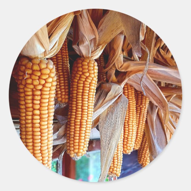 Sticker Rond Dry Whole Ear Corn with Husks (Devant)