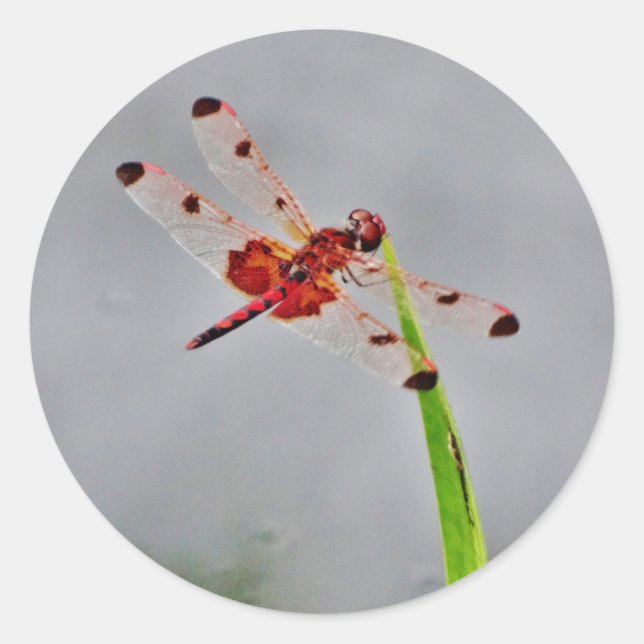 STICKER ROND DSC00029.JPG (Devant)