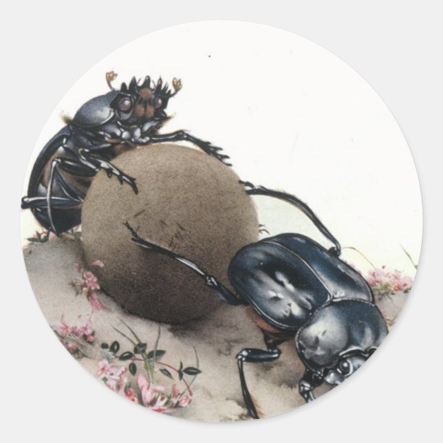 Sticker Rond Dung Bettle (Devant)