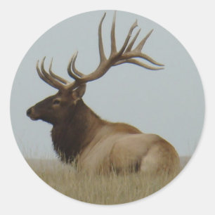 Sticker Rond E15 Bull Elk
