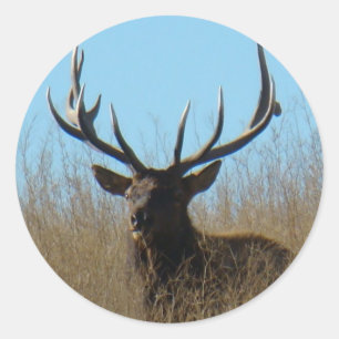 Sticker Rond E26 Bull Elk Laying in the Weeds