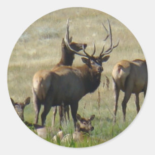 Sticker Rond E36 Elcs et vaches taureaux