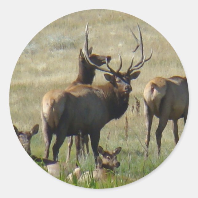 Sticker Rond E36 Elcs et vaches taureaux (Devant)