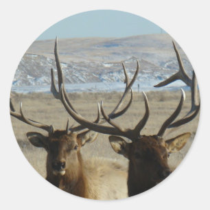 Sticker Rond E45 Têtes d'Elk Bull