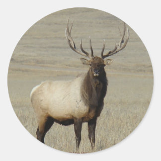Sticker Rond E46 Bull Elk Big Bull