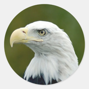 Sticker Rond Eagle chauve américain