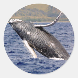 Sticker Rond Éclaboussement de baleine de bosse