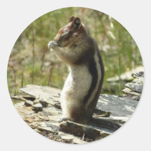 Sticker Rond Écureuil de fond à manteau doré au glacier I