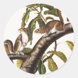 Sticker Rond Écureuil gris de Caroline (Sciurus Carolinensis)