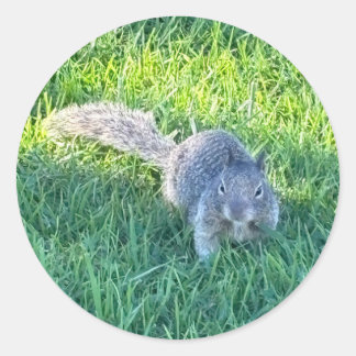 Sticker Rond Écureuil gris de l'Est (Sciurus carolinensis)