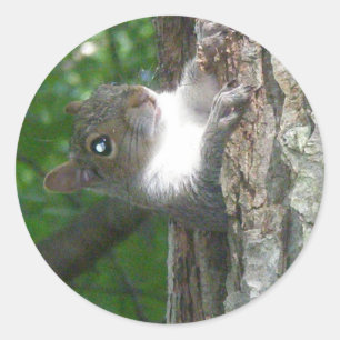 Sticker Rond Écureuil gris (Sciurus carolinensis)