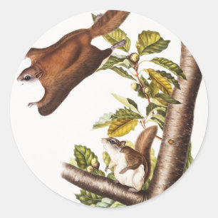 Sticker Rond Écureuil volant de l'Oregon (Pteromys Origonensis)