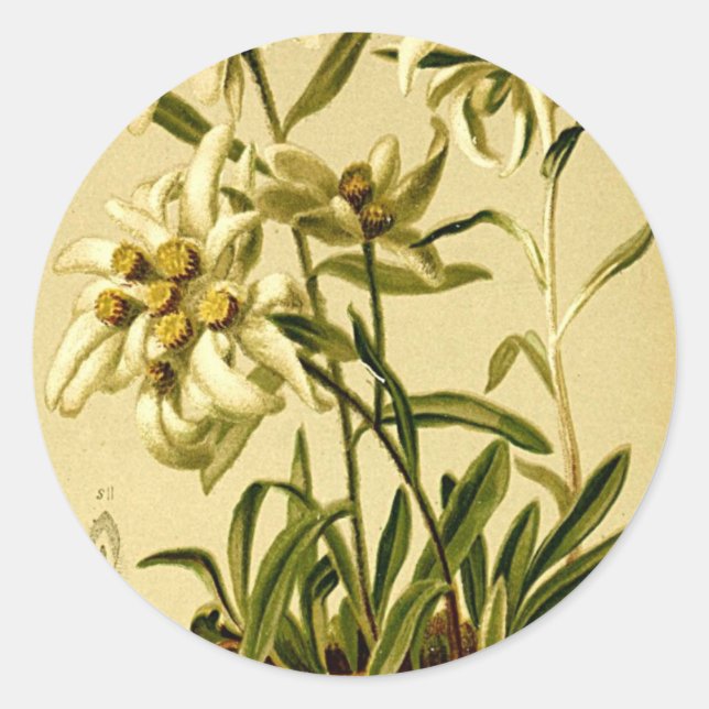 Sticker Rond Edelweiss vintage (Devant)