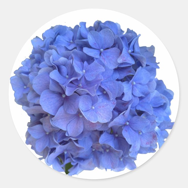 Sticker Rond Elégant bleu perwinkle hydrangée florale (Devant)