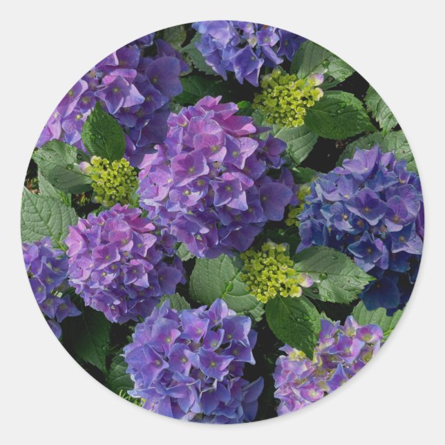 Sticker Rond Elégant bleu violet magenta vert hydrangée florale (Devant)