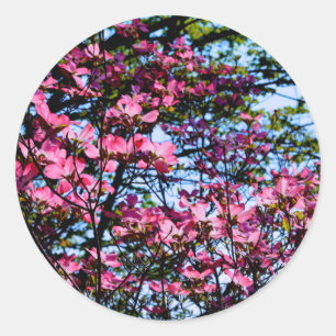 Sticker Rond Élégant Dogwood rose fleuri