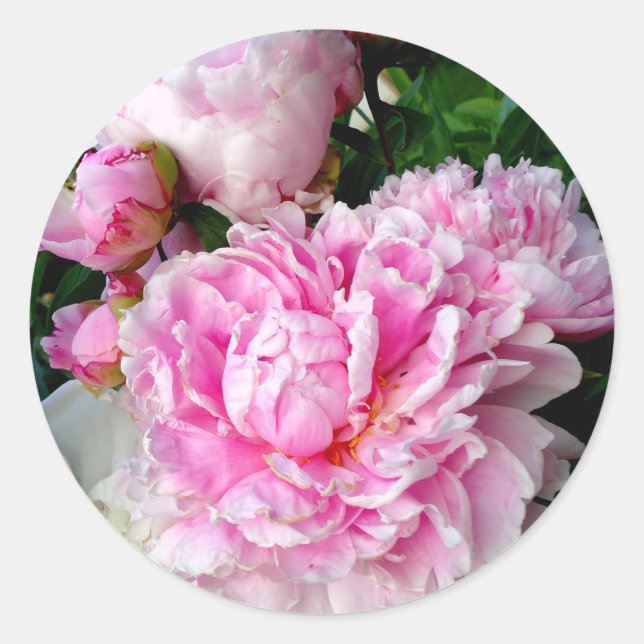 Sticker Rond Elégant rose peony blanc floral jardin photo (Devant)