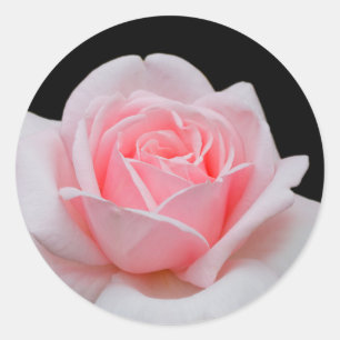 Sticker Rond Élégant rose rose florale
