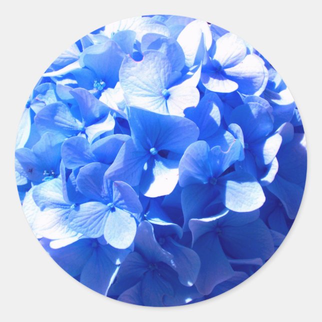 Sticker Rond ElégantCobalt bleu floral élégant hydrangeas (Devant)