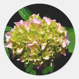Sticker Rond Elégantes hydrangées florales vertes et douces