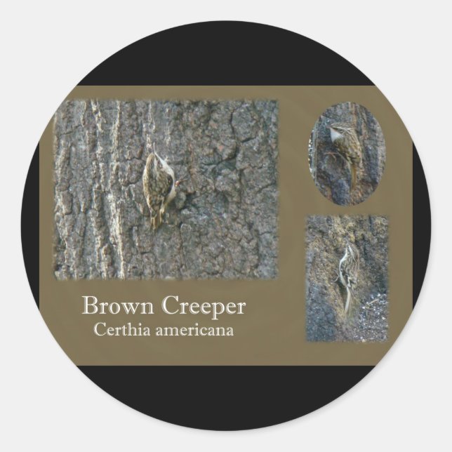 Sticker Rond Éléments de coordination des oiseaux chanteurs Bro (Devant)