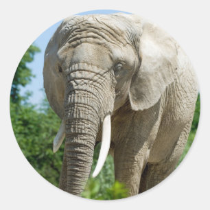 Sticker Rond Éléphant