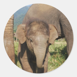 Sticker Rond Eléphant bébé