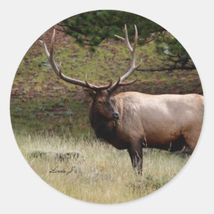 Sticker Rond Elk dans le désert