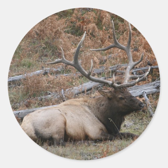 Sticker Rond Elk de montagne Rocky (Devant)