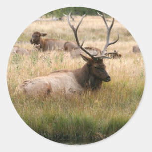 Sticker Rond Elk des Rocheuses dans l'herbe
