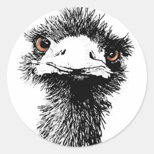 Sticker Rond Émeu