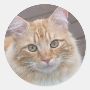 Sticker Rond Ensoleillé