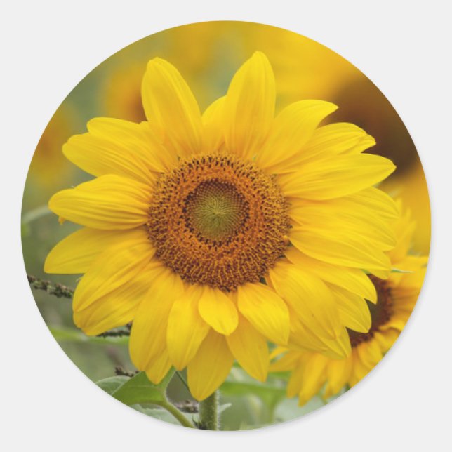 Sticker Rond Enveloppe de l'autocollant floral de tournesol (Devant)