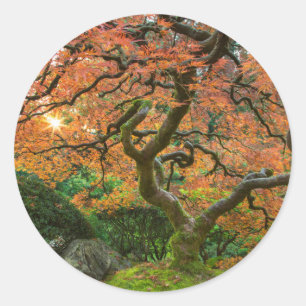 Sticker Rond Érable aux jardins japonais en automne