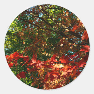 Sticker Rond Érable japonais en automne