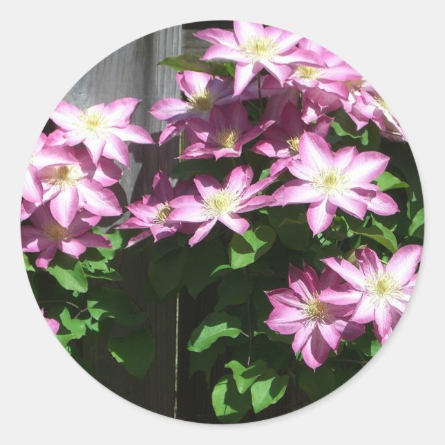 Sticker Rond Escalade Clematis Fleurs de printemps violettes (Devant)
