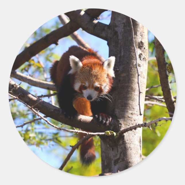 Sticker Rond Escalade Red Panda en bas de l'arbre (Devant)