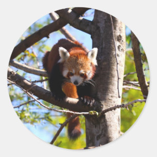 Sticker Rond Escalade Red Panda en bas de l'arbre