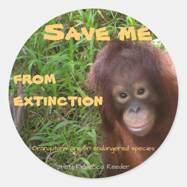 Sticker Rond Espèces en voie de disparition Orangutan (Devant)