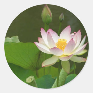 Sticker Rond Étangs de fleurs de lotus