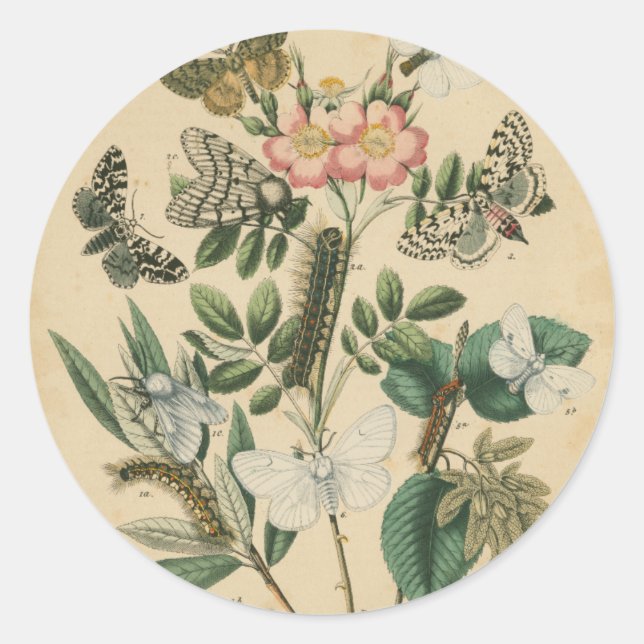 Sticker Rond Étapes de la vie des papillons par Vision Studio (Devant)