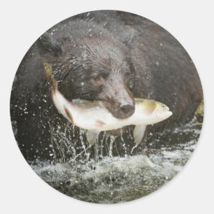 Sticker Rond États-Unis, Alaska, Anan Creek. Gros plan sur un o