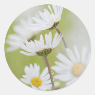 Sticker Rond États-Unis, Alaska, Glacier Bay National Park