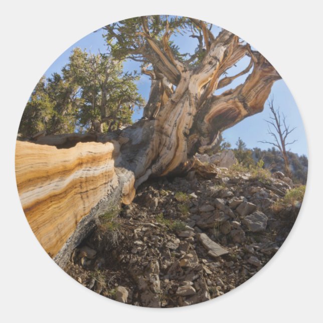 Sticker Rond États-Unis, Californie, Inyo National Forest 12 (Devant)