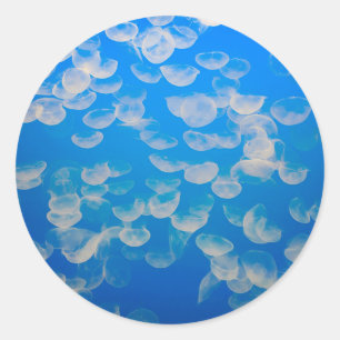 Sticker Rond États-Unis, Californie. Jellyfish In the Monterey
