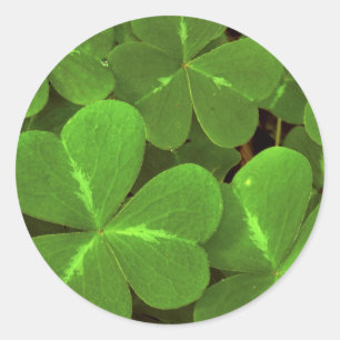 Sticker Rond États-Unis, Californie, Muir Woods. Gros plan sur 