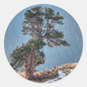 Sticker Rond États-Unis, Colorado, Arbre à Estes Park