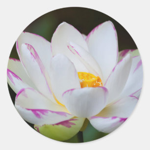 Sticker Rond États-Unis, Géorgie, Savannah, Floraison de lotus